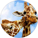 andreana I. profile picture
