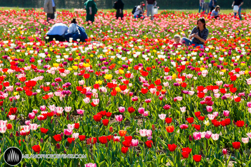 UN MARE DI TULIPANI INVADE MILANO!